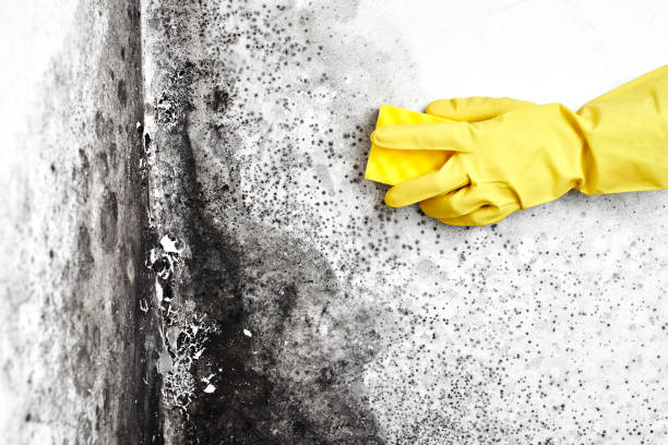 Dover, NH Mold Remediation Company